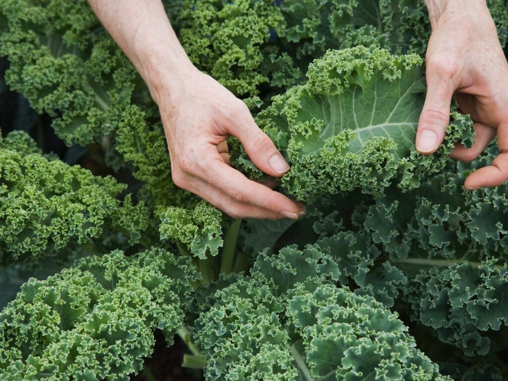 kale for healthy eyes